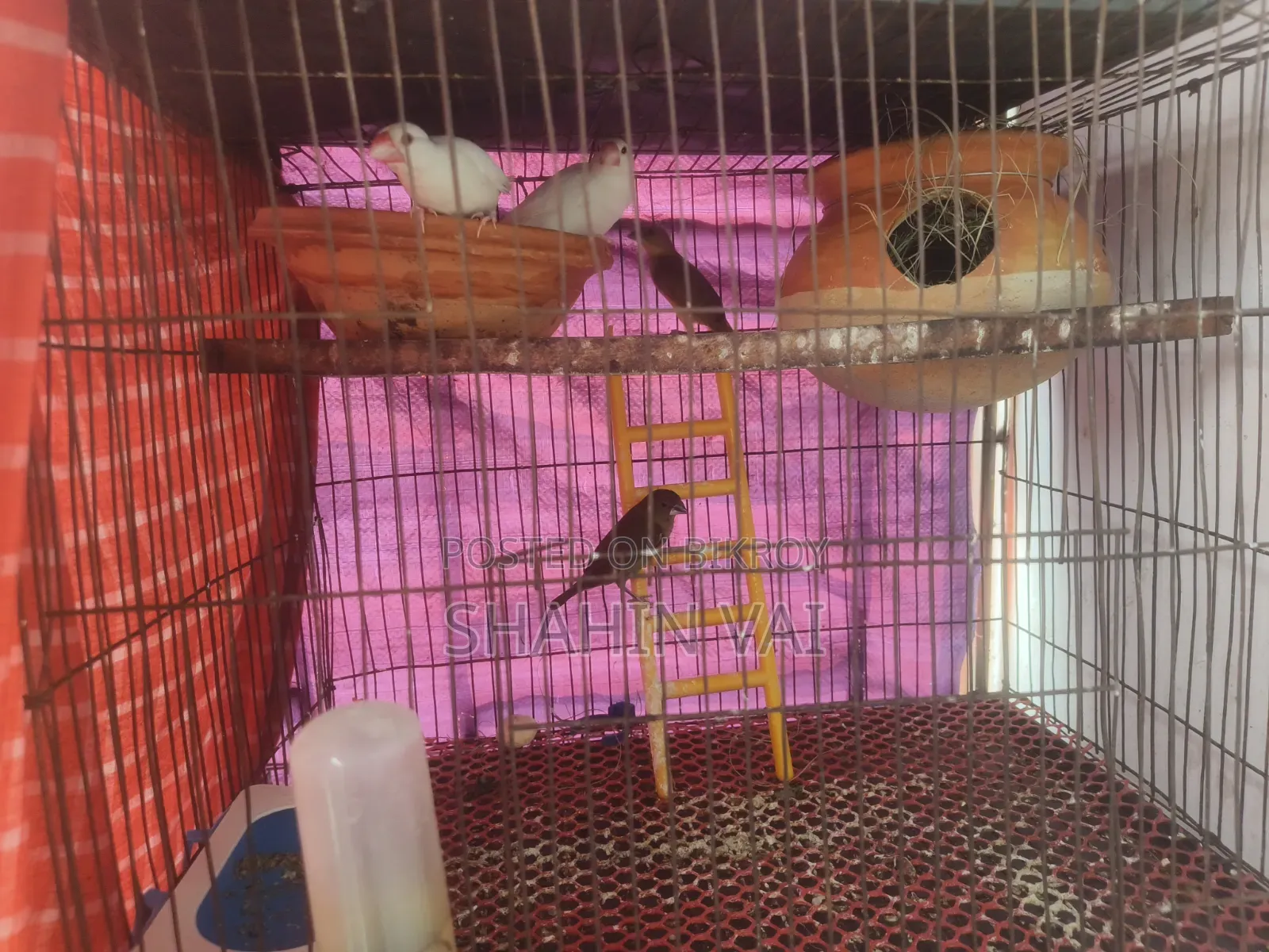 Java & Munia Bird