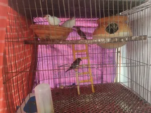 Java & Munia Bird