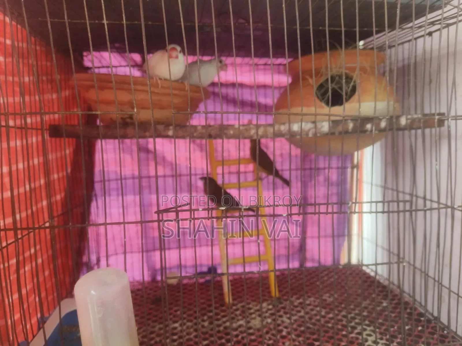 Java & Munia Bird