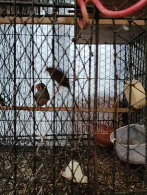 Finch Bird