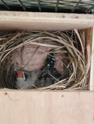 Finch Bird