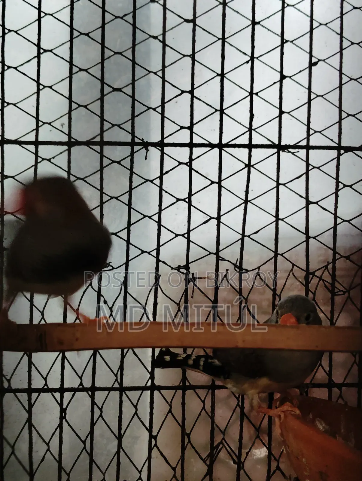 Finch Bird