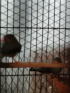 Finch Bird