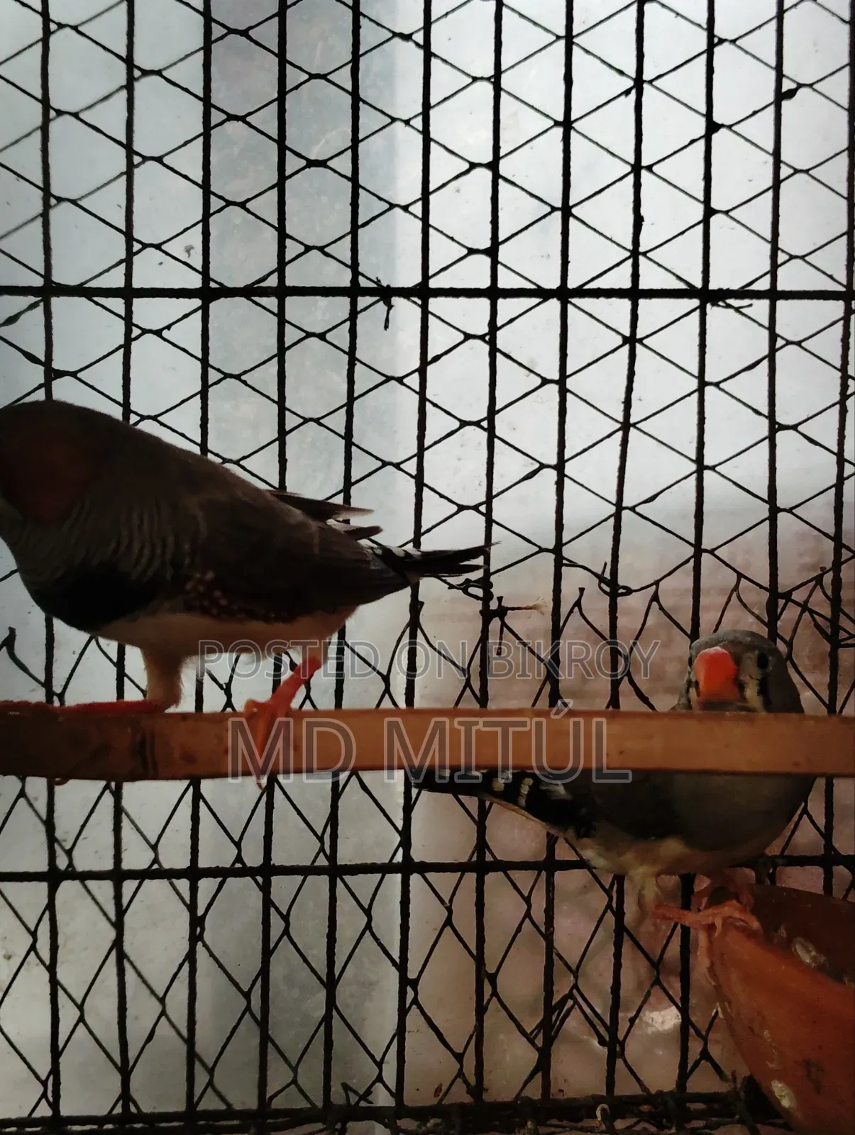 Finch Bird