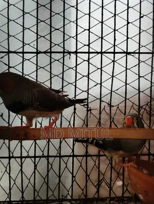 Finch Bird