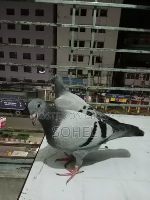 এক পেয়ার সবজি রেসার রেসিং বেবি কবুতর
