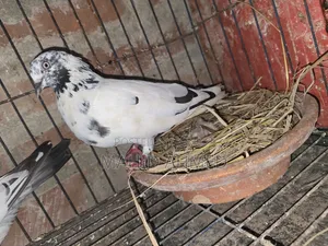 Giribaz Pigeon