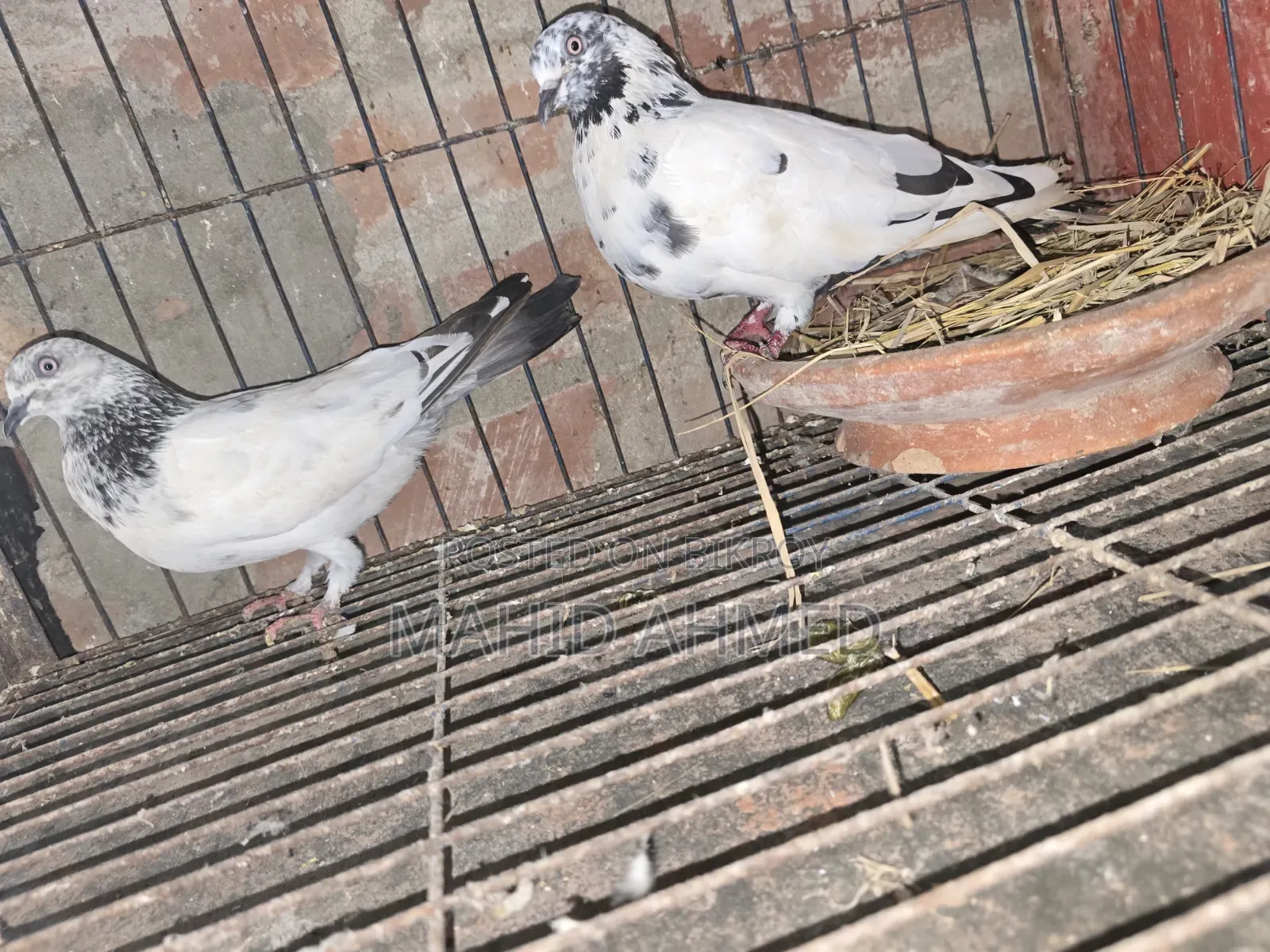 Giribaz Pigeon