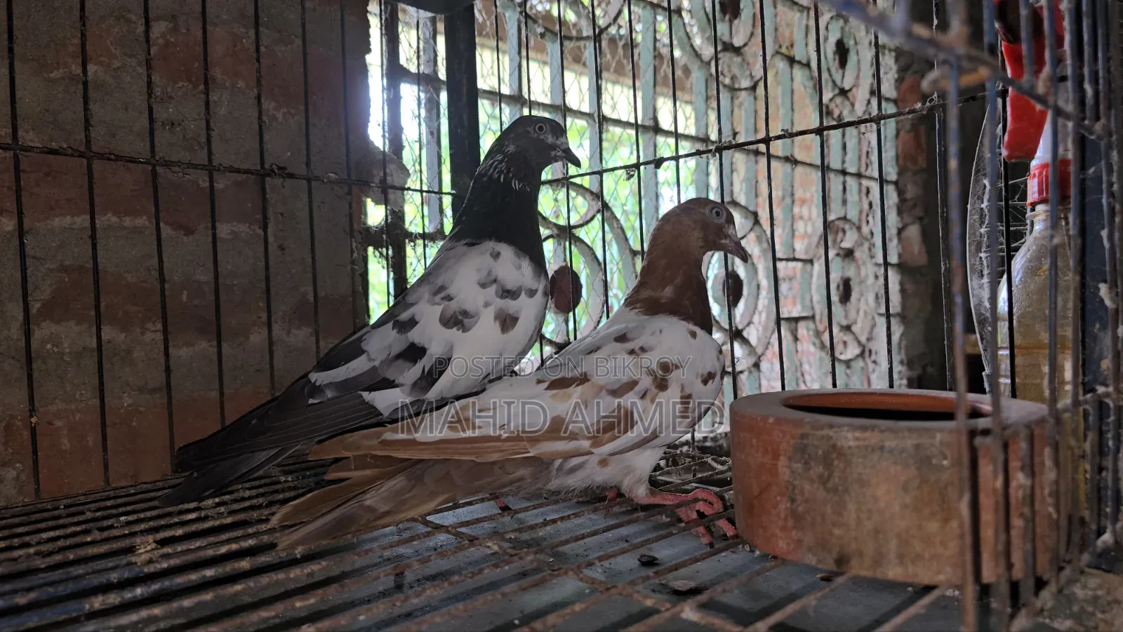 Giribaz Pigeon