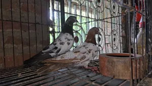 Giribaz Pigeon