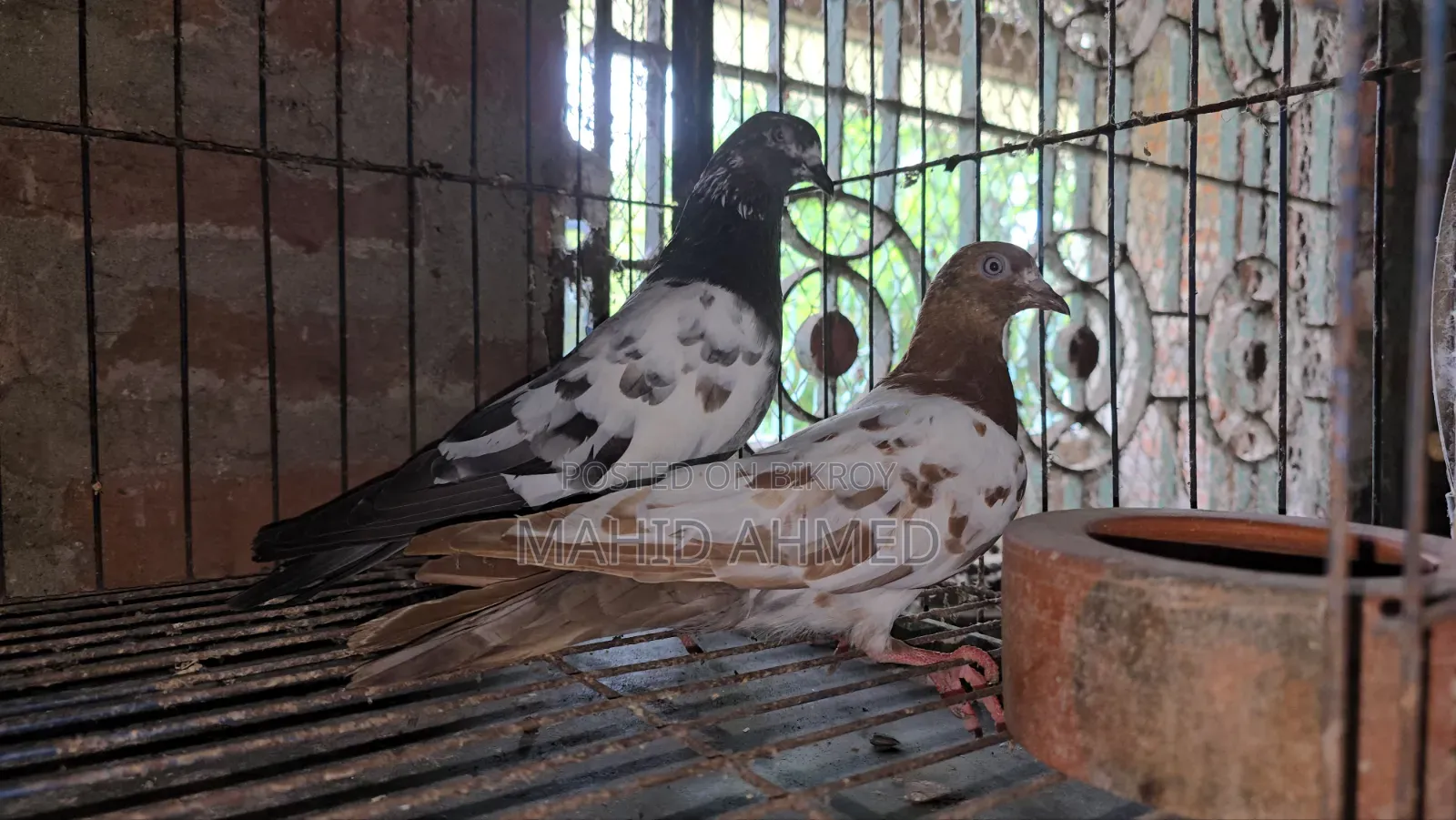 Giribaz Pigeon