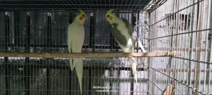 One Pair Breeding Eggs Guarantee 100% Inshallah. 4/5 Eggs Every Time