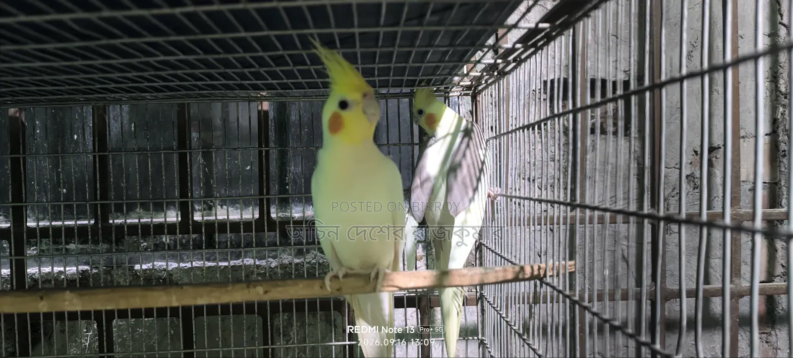One Pair Breeding Eggs Guarantee 100% Inshallah. 4/5 Eggs Every Time