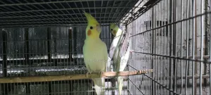 One Pair Breeding Eggs Guarantee 100% Inshallah. 4/5 Eggs Every Time