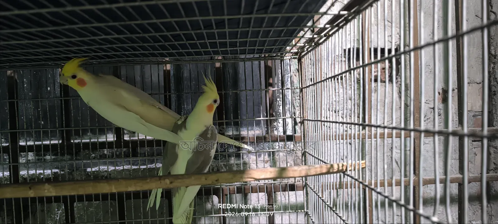 One Pair Breeding Eggs Guarantee 100% Inshallah. 4/5 Eggs Every Time
