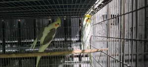 One Pair Breeding Eggs Guarantee 100% Inshallah. 4/5 Eggs Every Time