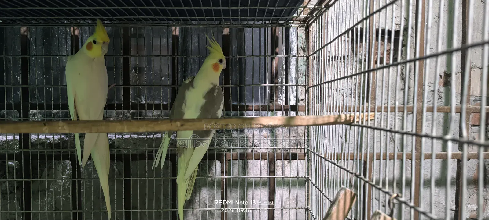 One Pair Breeding Eggs Guarantee 100% Inshallah. 4/5 Eggs Every Time