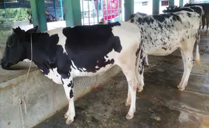 ১৬৪৮ নং ৫টি বকনা গরু বিক্রয় হবে ভালো জাতের।