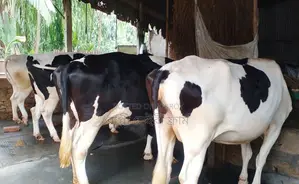 ১৬৪৯ নং ৪টি গাভী গরু বিক্রয় হবে ভালা জাতের ।