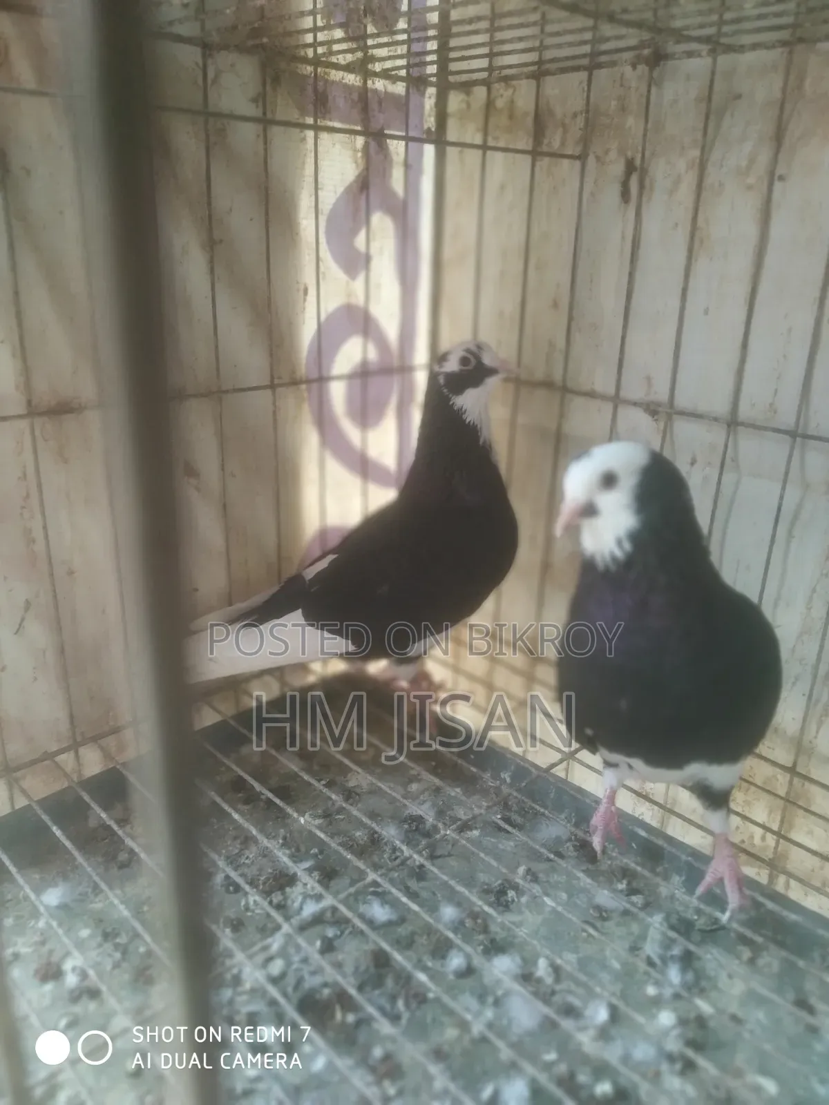 One Pair of Breeding Gorra Pigeons