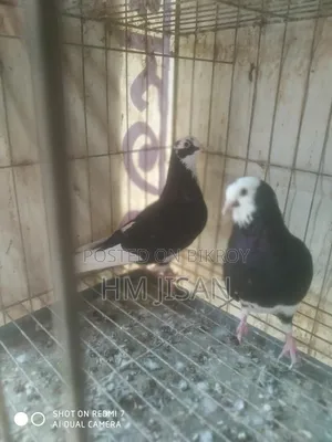 One Pair of Breeding Gorra Pigeons