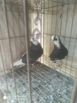 One Pair of Breeding Gorra Pigeons
