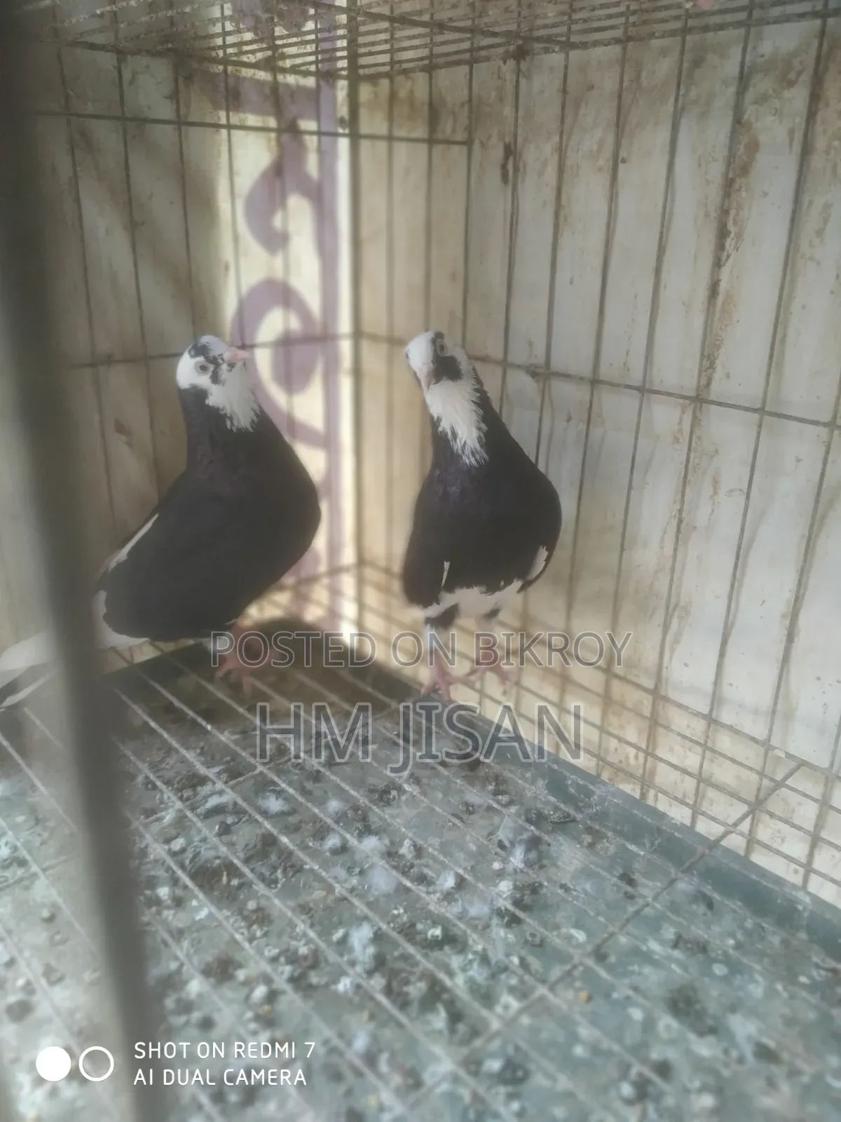 One Pair of Breeding Gorra Pigeons