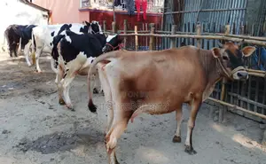 ১৬৫০নং ৬টি গাভী গরু ভালো জাতের কিনুন।