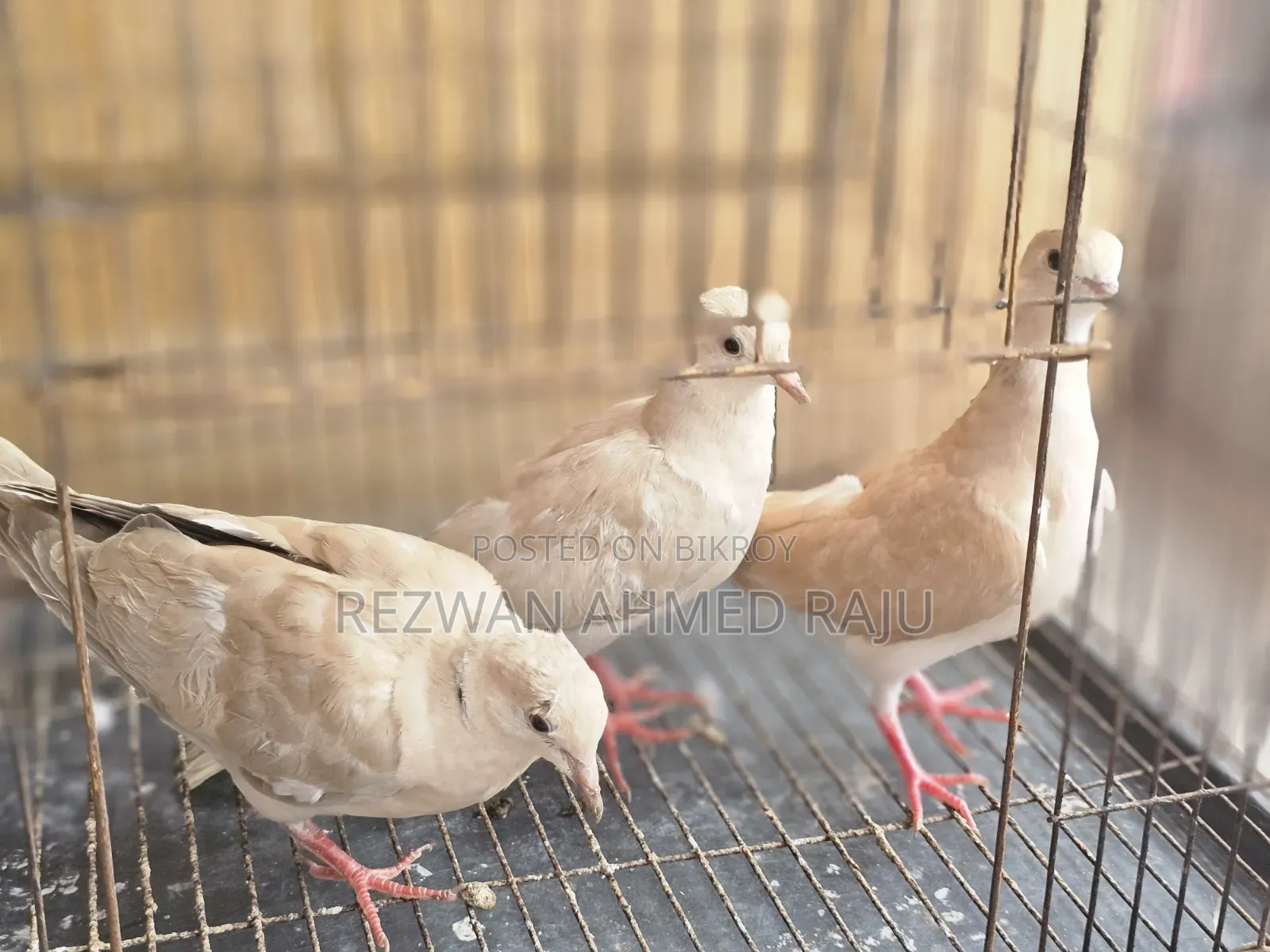 Australian Dove