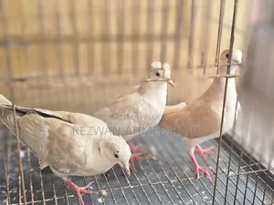 Australian Dove