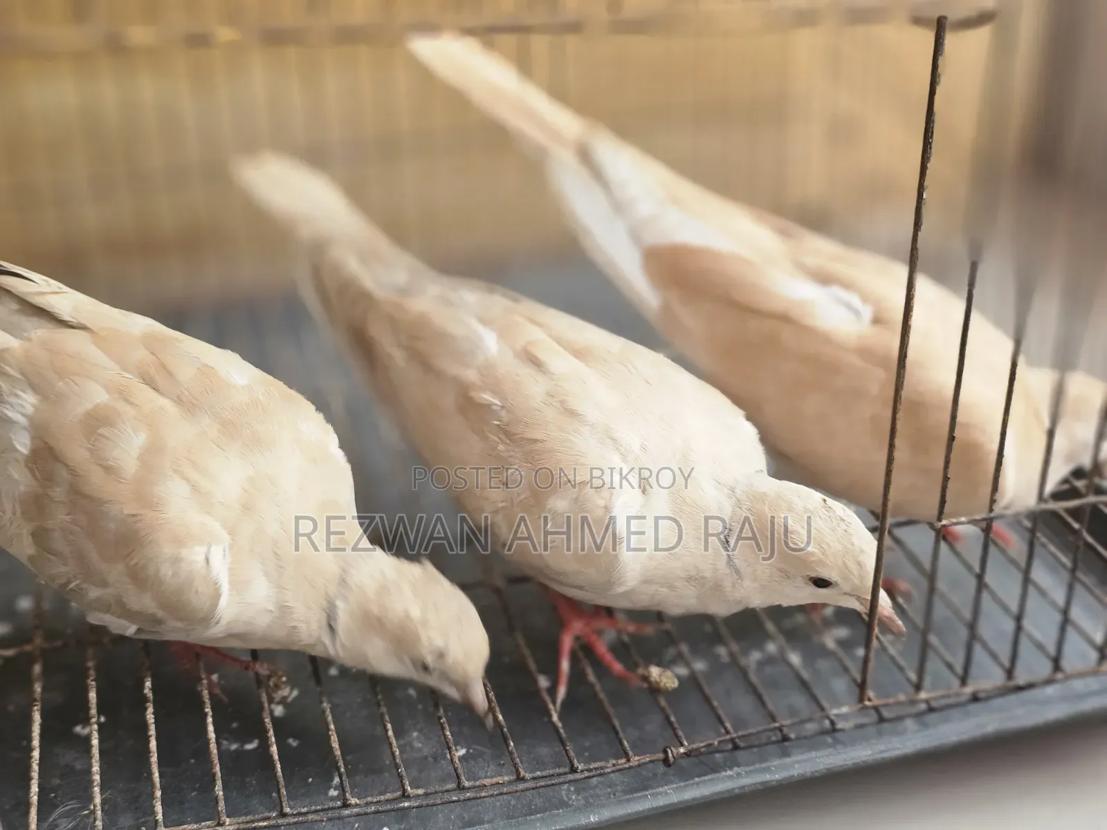 Australian Dove