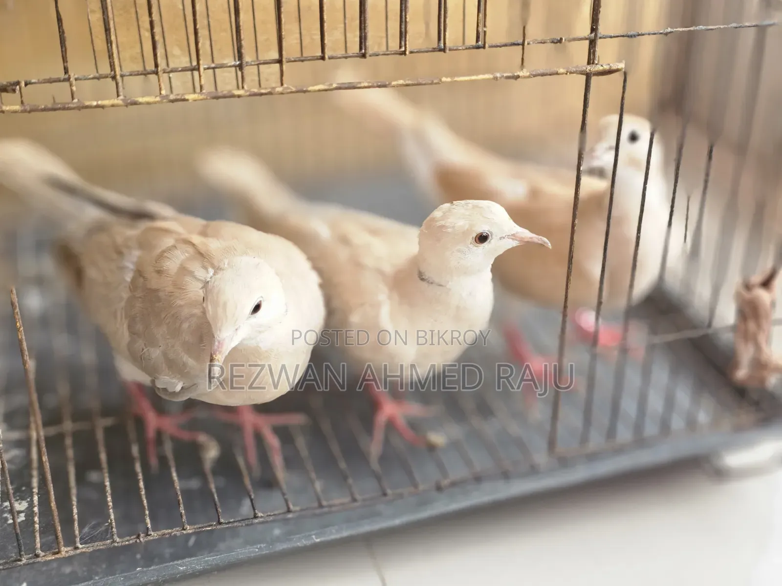 Australian Dove