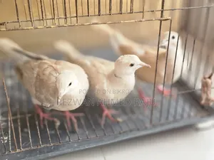 Australian Dove
