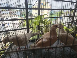 Australian Dove
