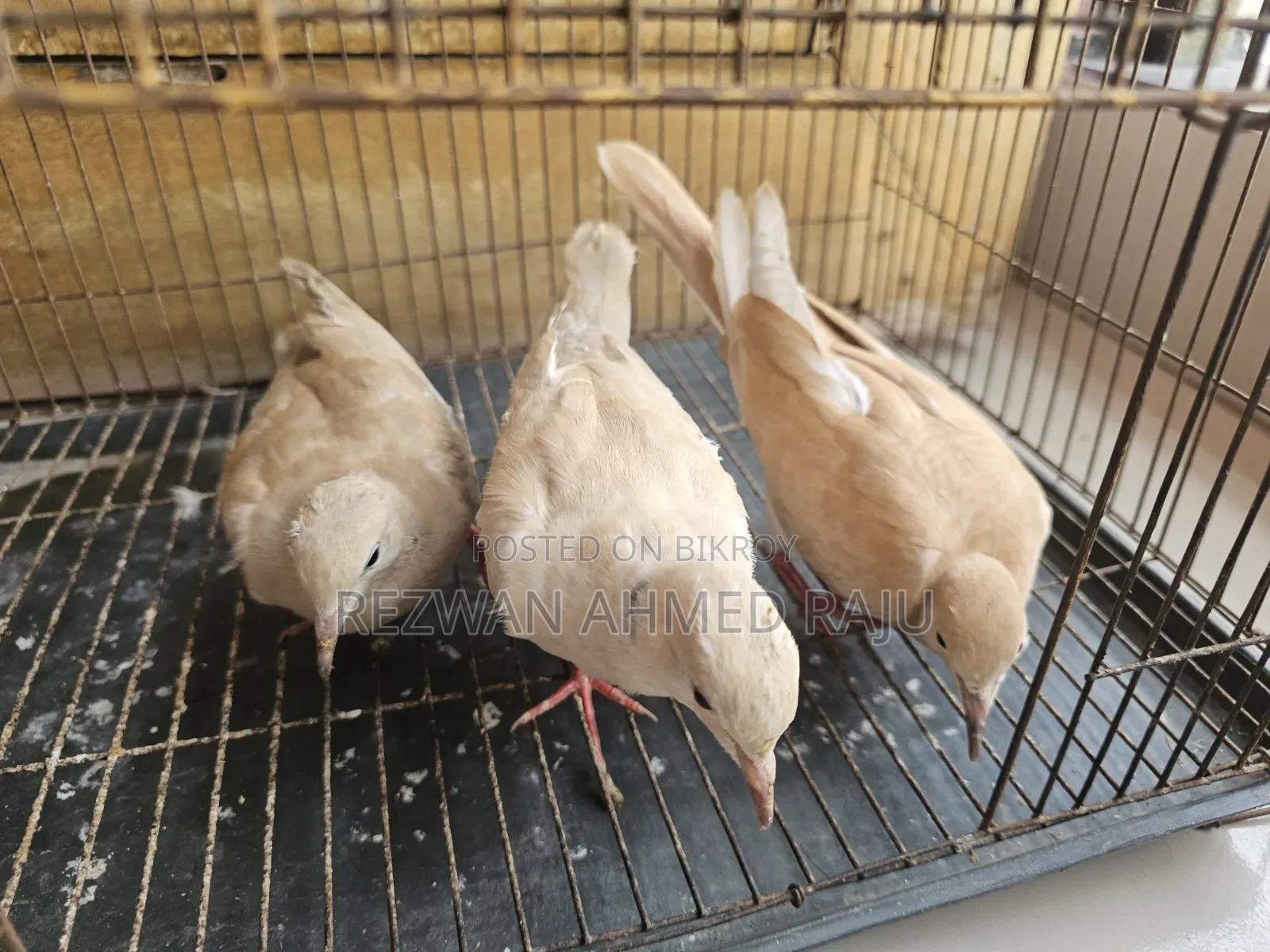 Australian Dove