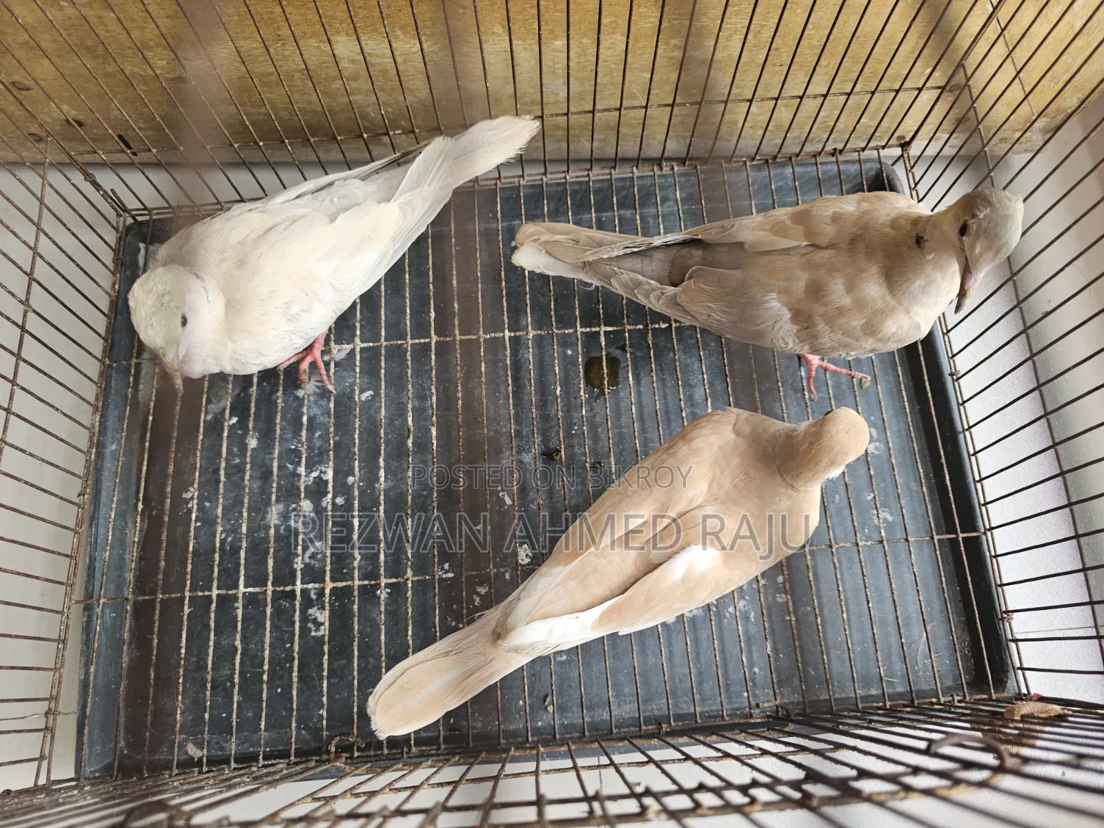 Australian Dove