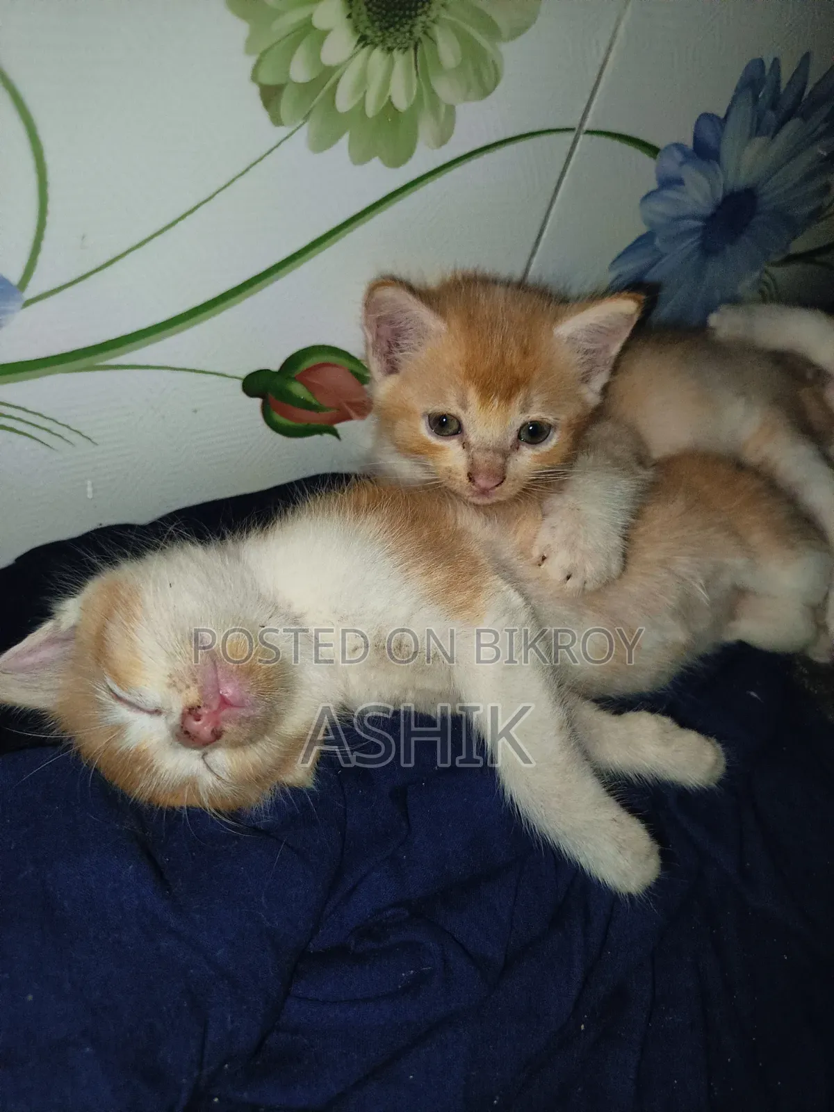 1-3 months Male Mixed Breed Persian