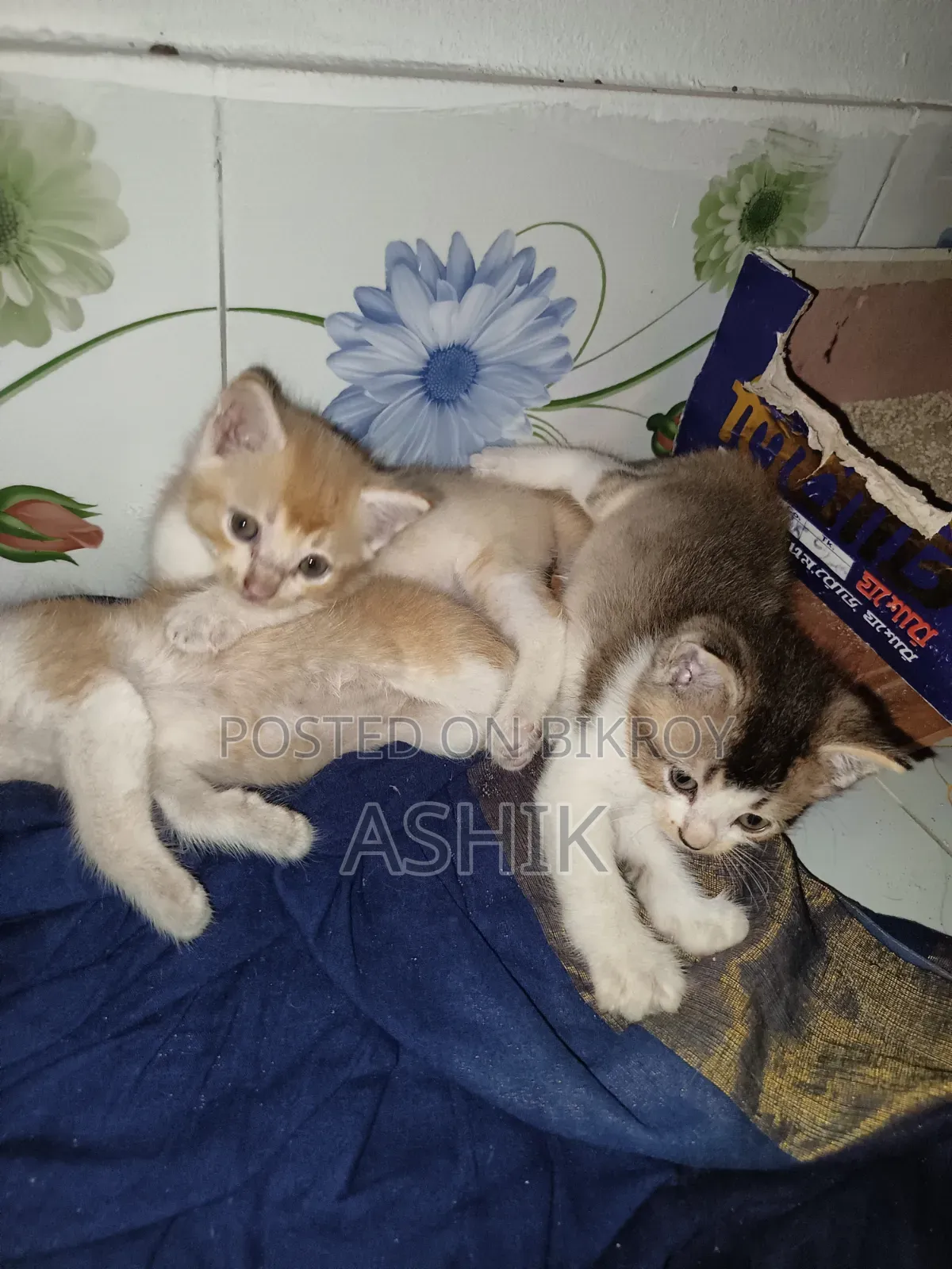 1-3 months Male Mixed Breed Persian