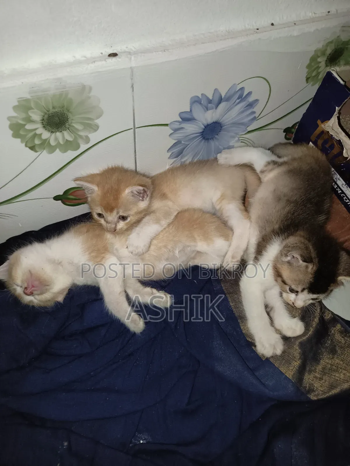 1-3 months Male Mixed Breed Persian