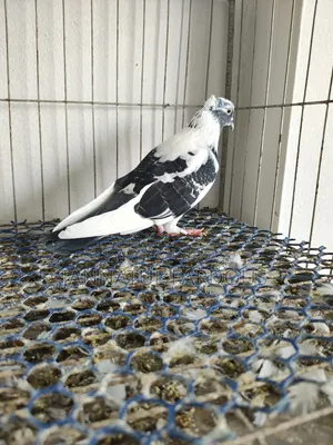 Pakistani Giribaj and Racer Pigeons for Sale