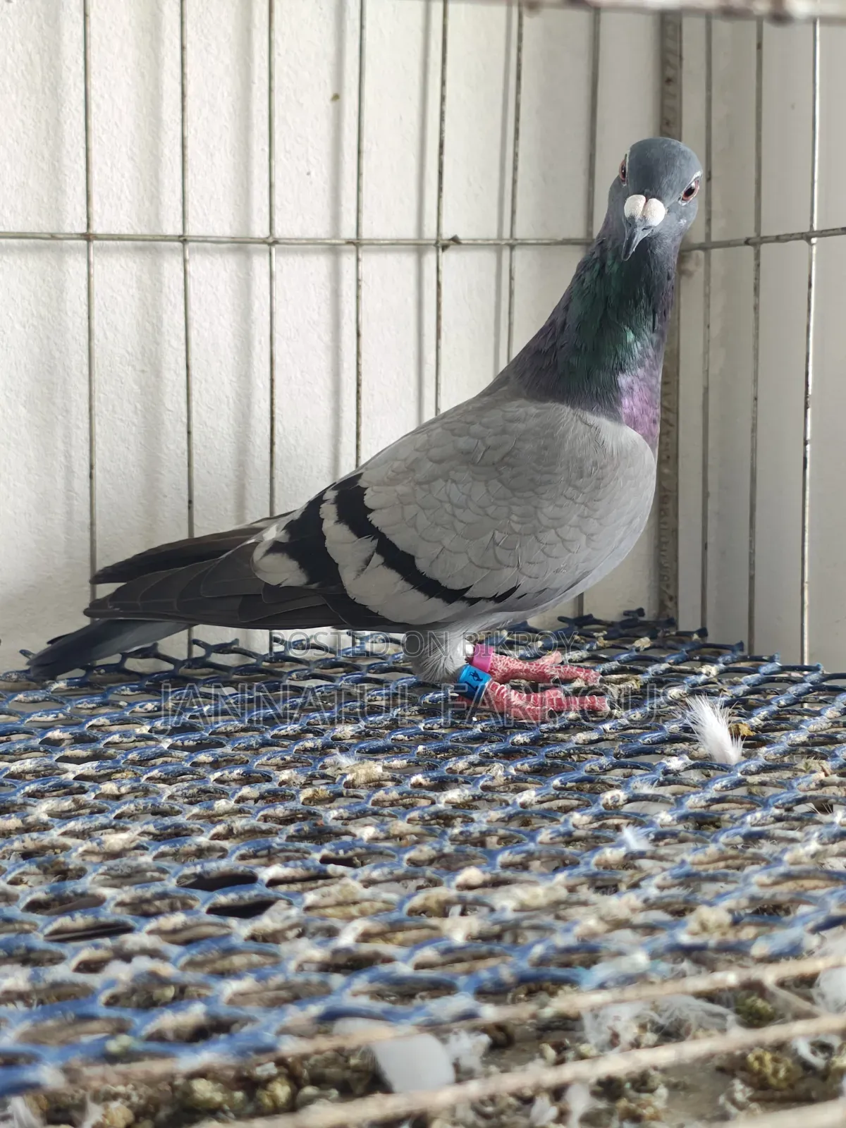 পাকিস্তানি গিরিবাজ ও রেসার কবুতর বিক্রয় করা হবে