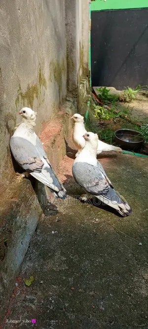 ব্লু সার্টিং রানিং জোড়া