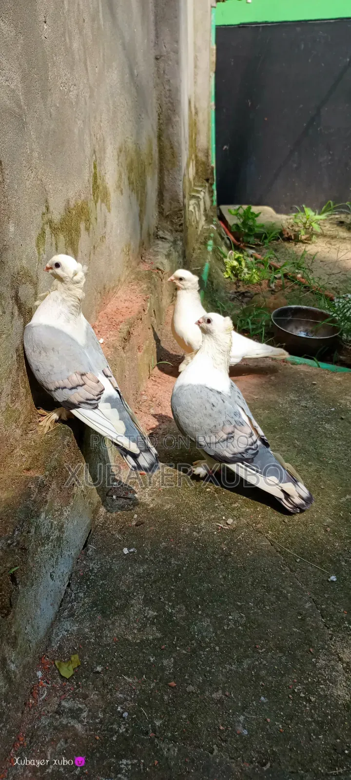 ব্লু সার্টিং রানিং জোড়া