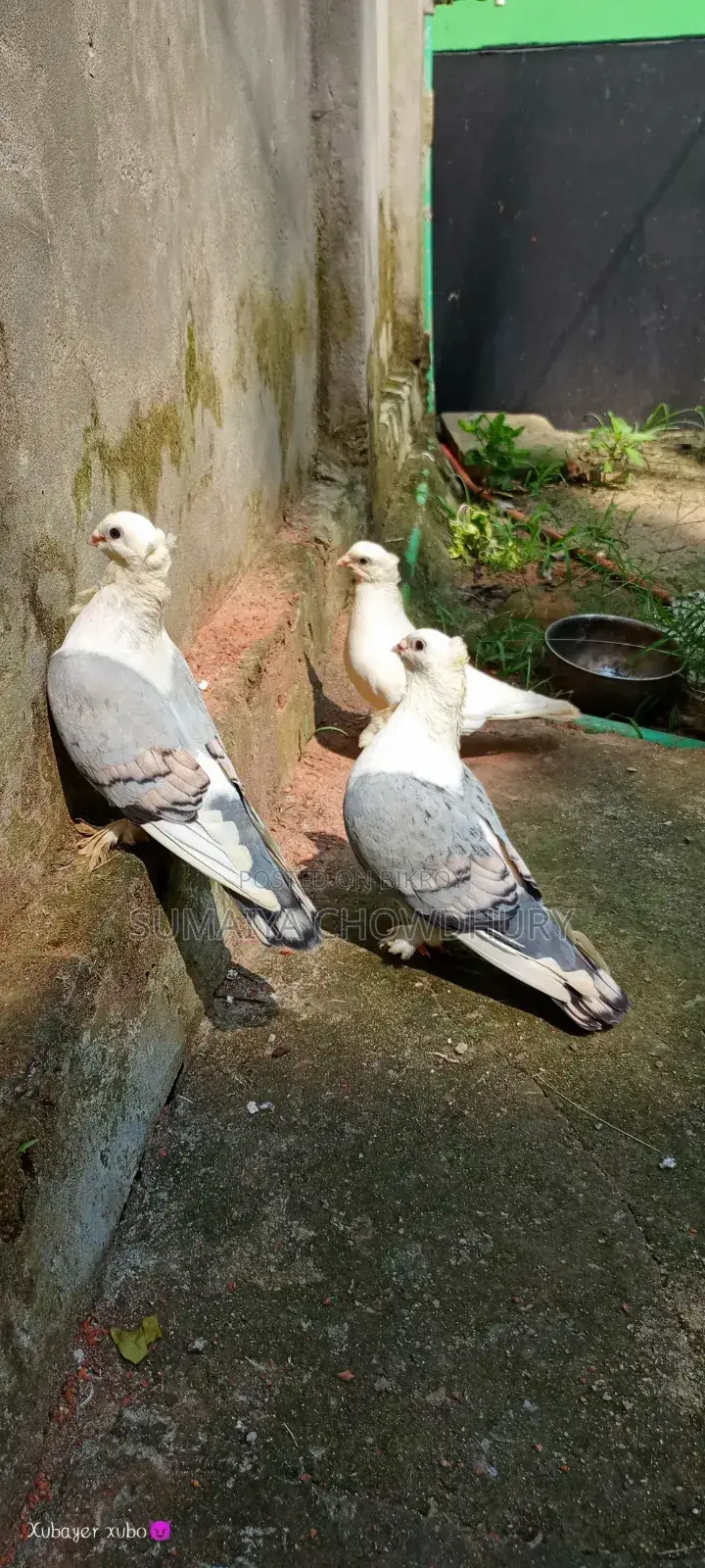 Blue Sarting Running Pair
