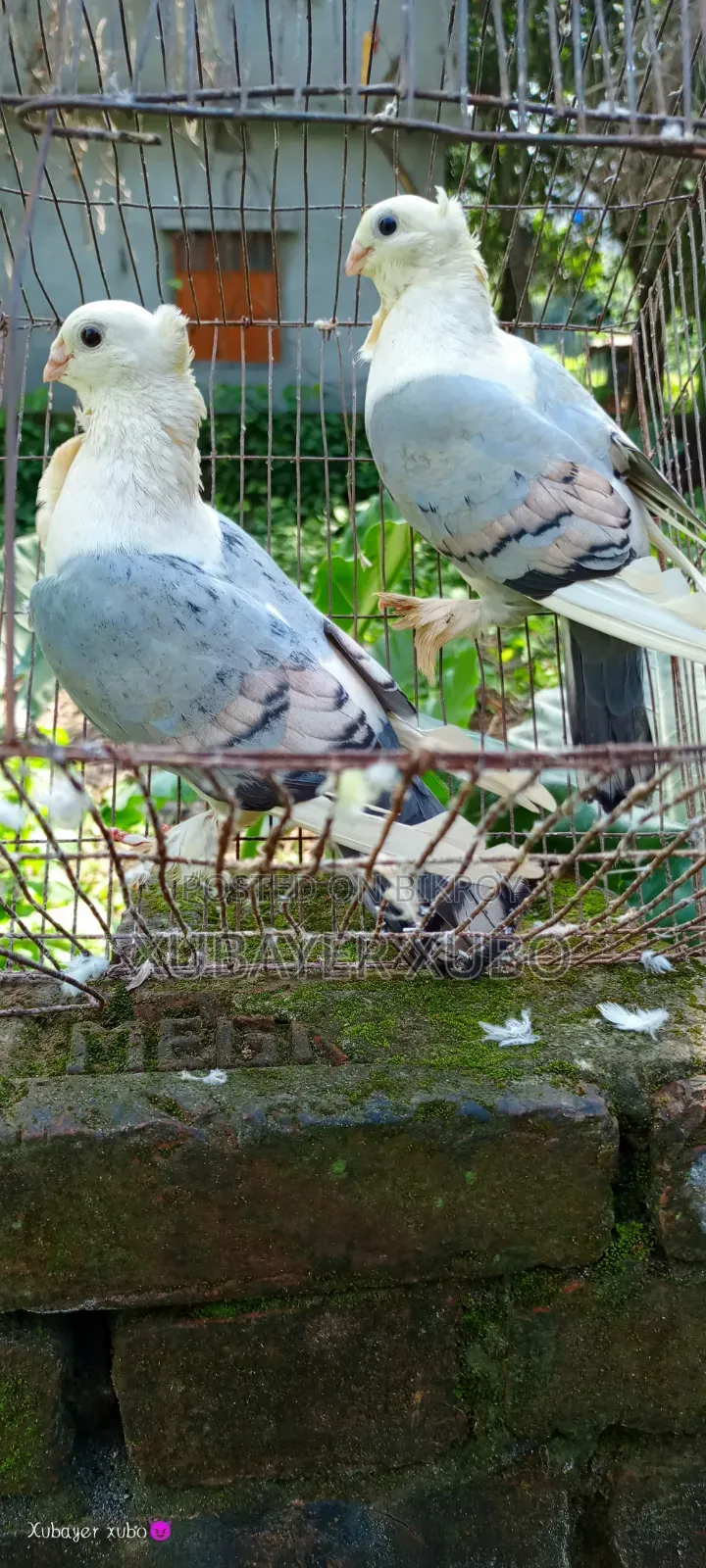 ব্লু সার্টিং রানিং জোড়া
