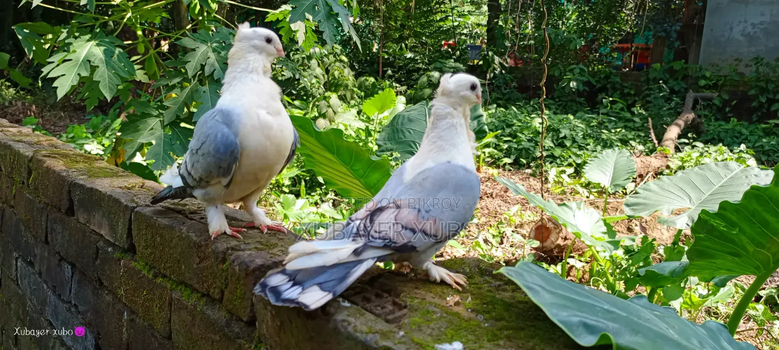 ব্লু সার্টিং রানিং জোড়া
