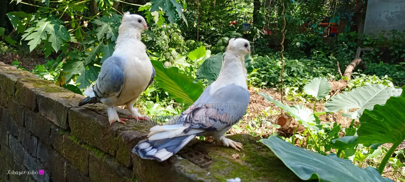 Blue Sarting Running Pair