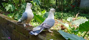 ব্লু সার্টিং রানিং জোড়া