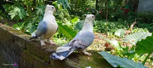 Blue Sarting Running Pair