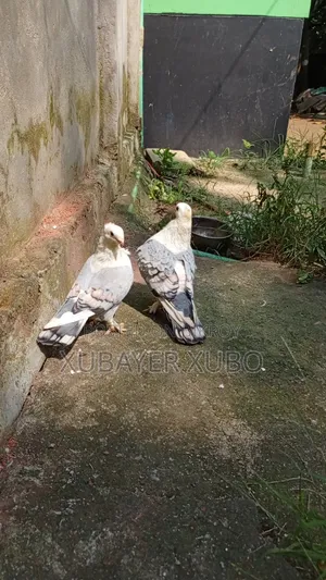 ব্লু সার্টিং রানিং জোড়া